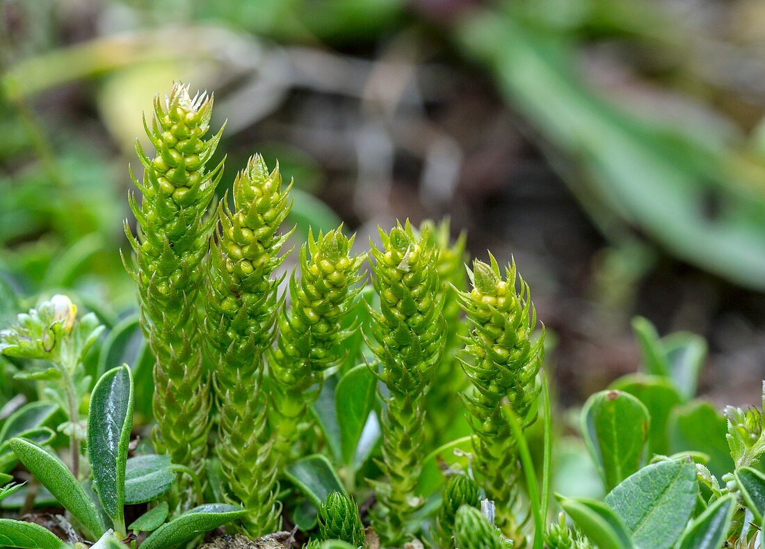 Lesser clubmoss (Selaginella selaginoides) fertile spikes