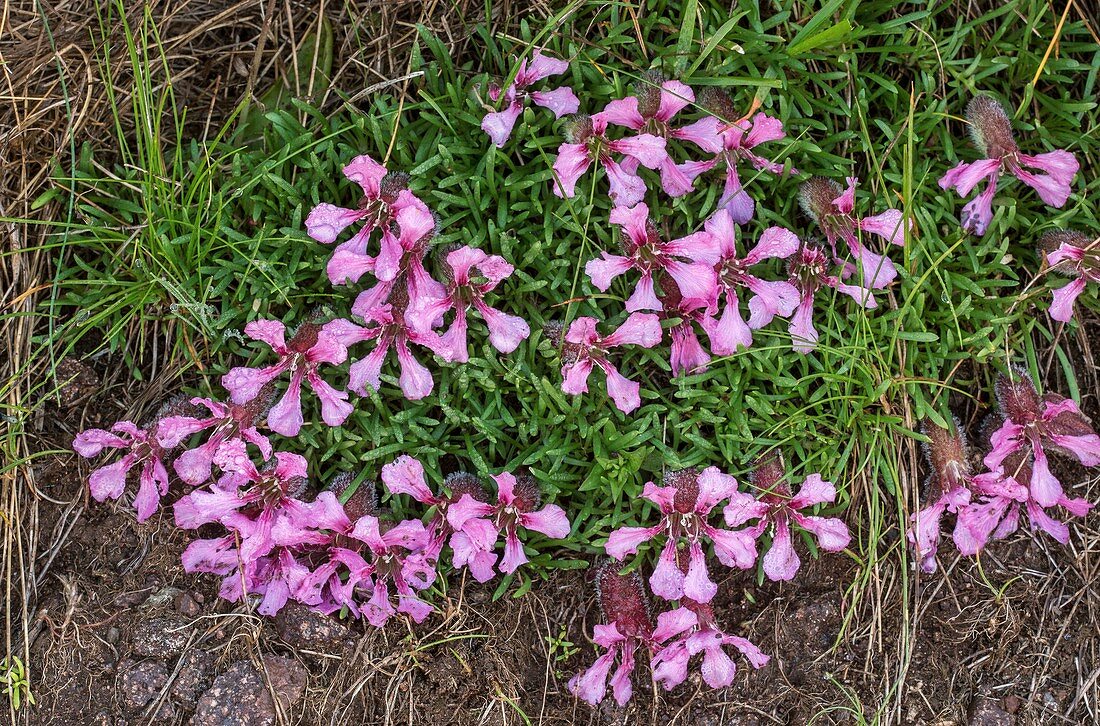 Dwarf soapwort (Saponaria pumilio) in flower