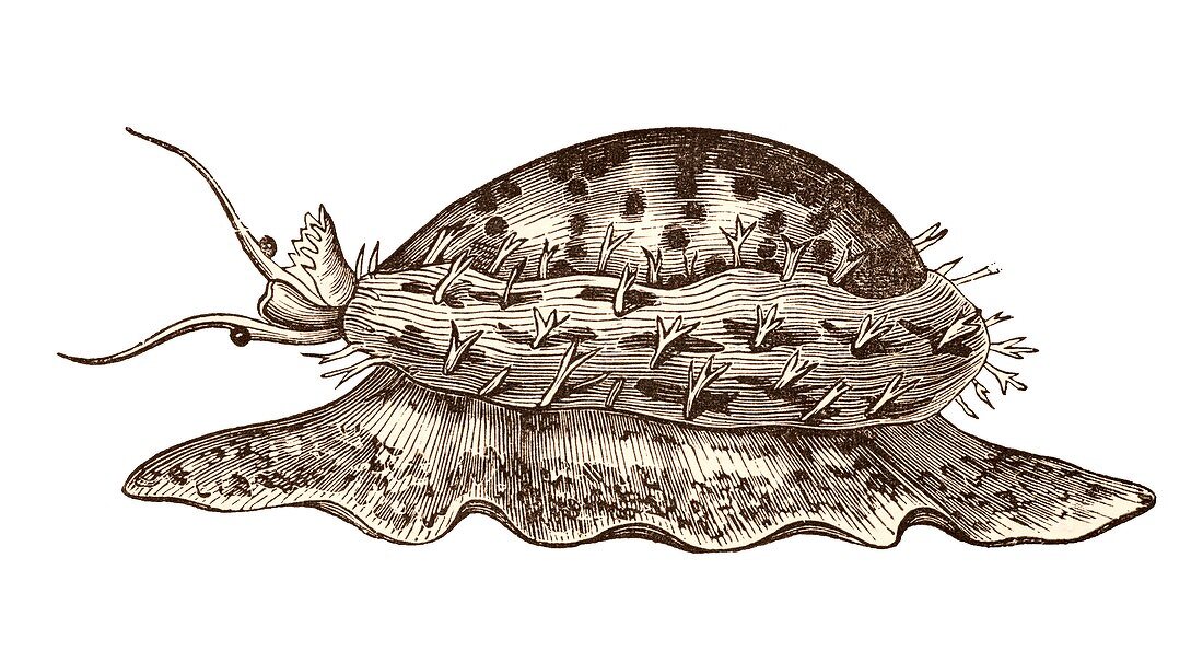 Cowrie sea shell