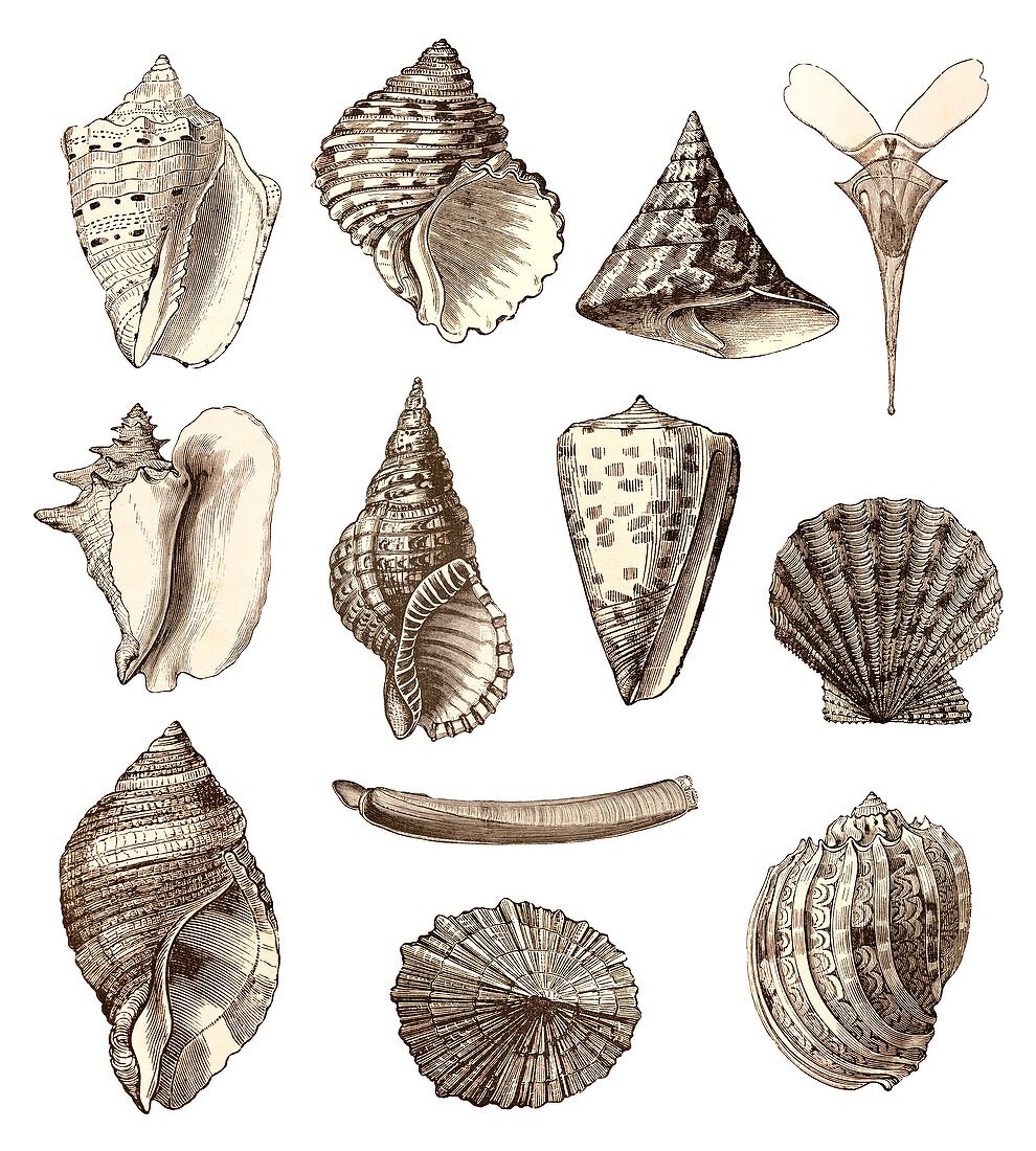 Common sea shells