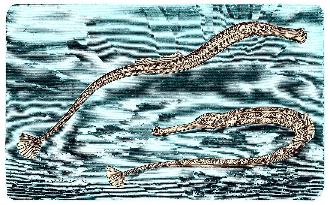 19th century illustration of pipefish.