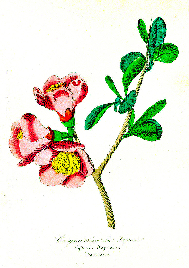 Quince (Cydonia japonica), 19th C illustration