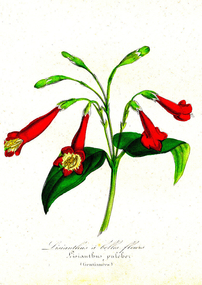 Gentian (Lisianthus puleber), 19th C illustration
