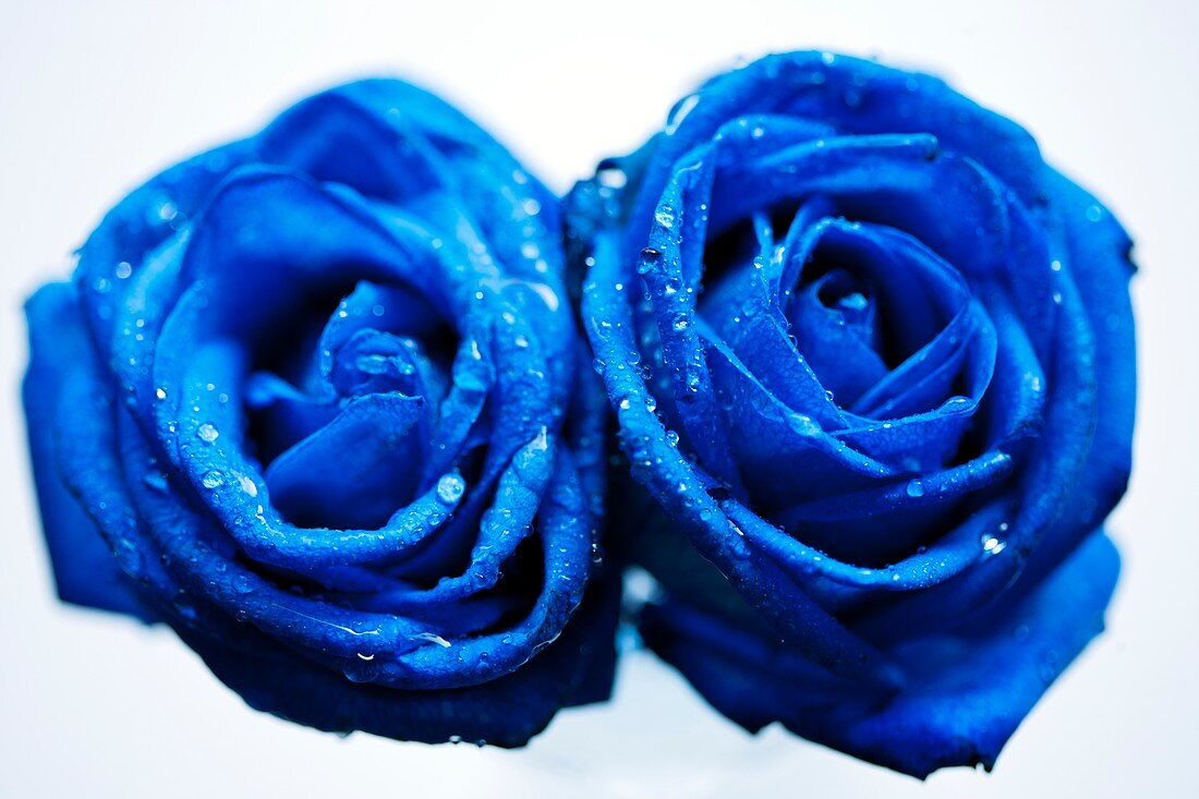 Roses (Rosa 'Blue Ocean')