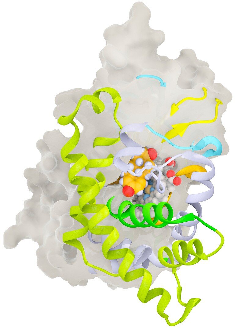 Novel cancer drug HDDG029 inhibiting aromatase