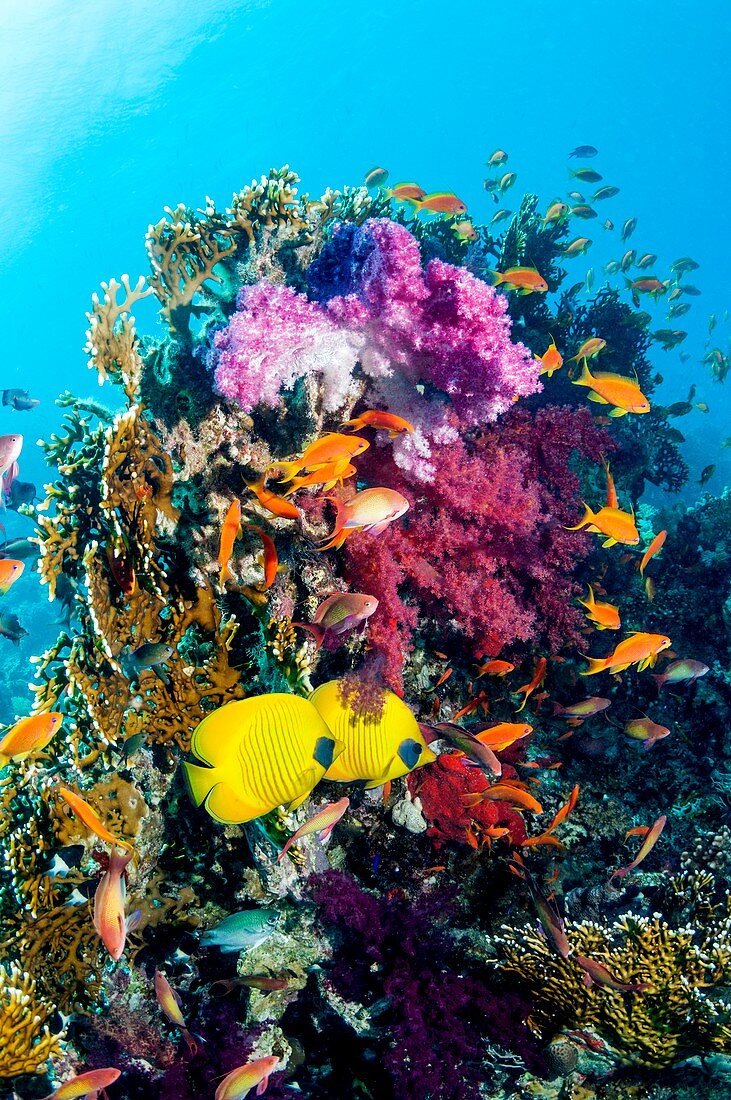 Butterflyfish, goldies and soft corals on a reef