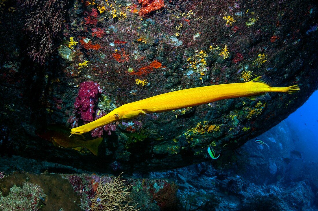 Trumpetfish hunting pygmy sweepers