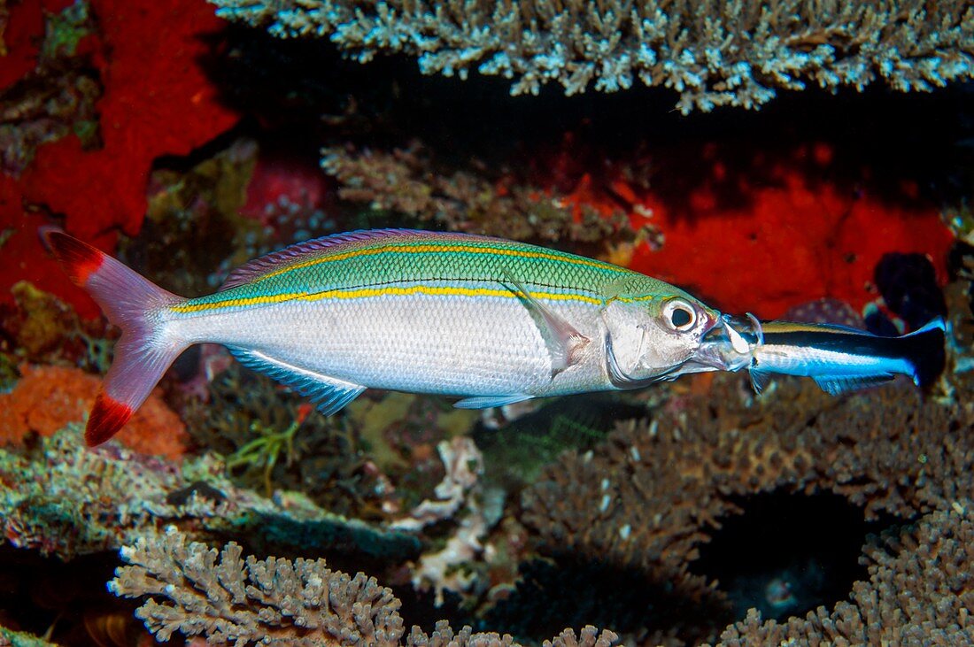 Doublelined fusilier and cleaner wrasse