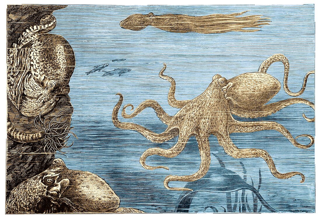 Octopus, 19th century illustration