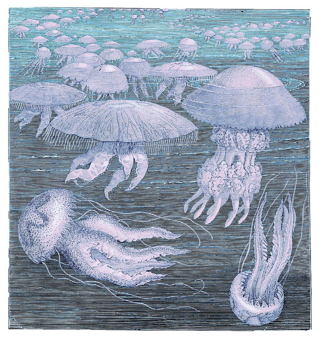 Medusae jellyfish, illustration.