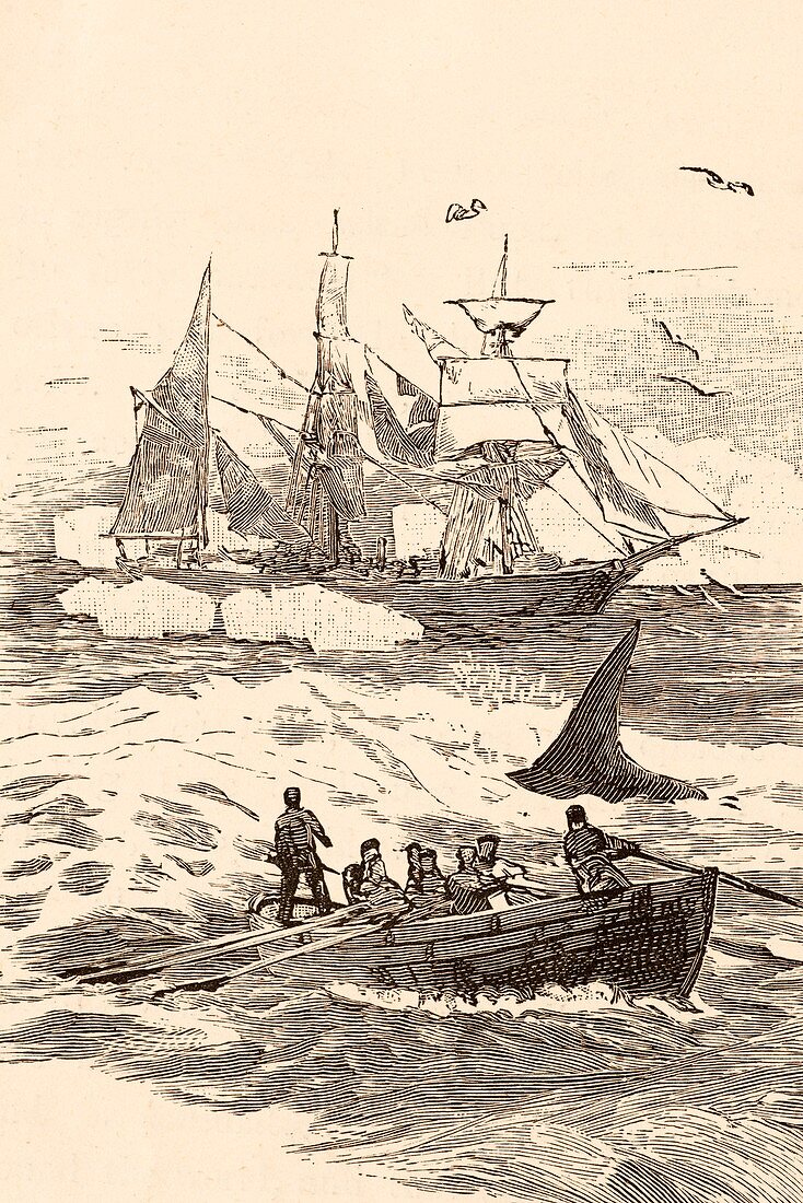 Antarctic whaling