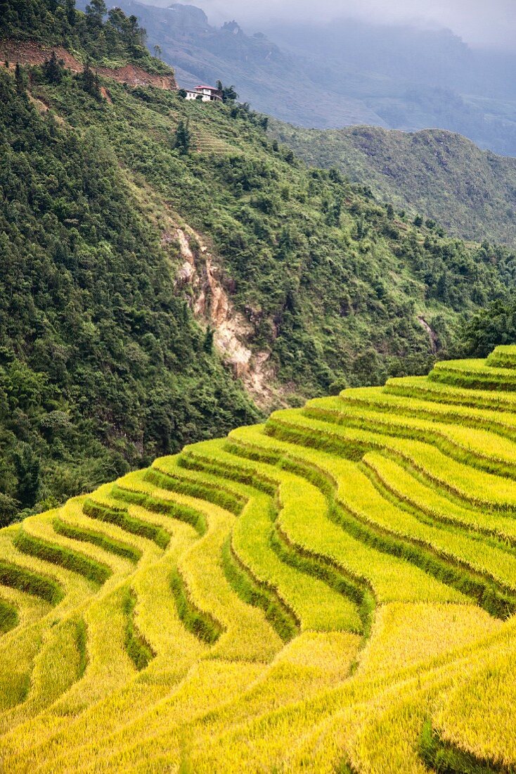 Reisterrassen in den Bergen, Vietnam
