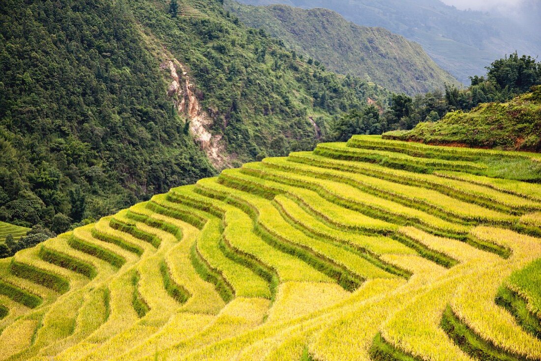Rice terraces near Sapa, Vietnam