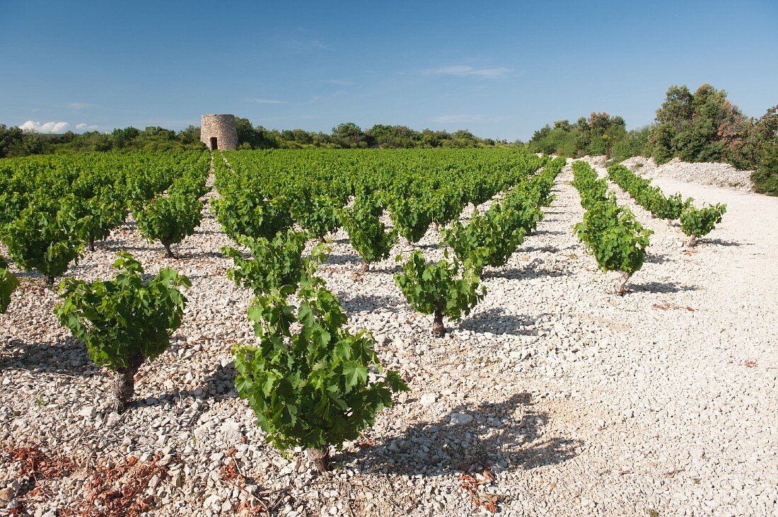Vineyards on white limestone characterise the famous Muscat de St-Jean, with the ruin of a windmill in the distance