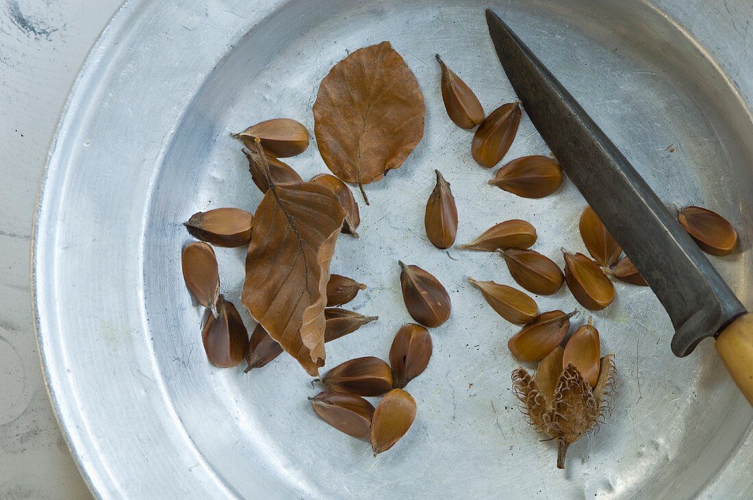 Bucheckern (Fagus sylvatica) auf Metallteller mit Messer und Herbstblättern