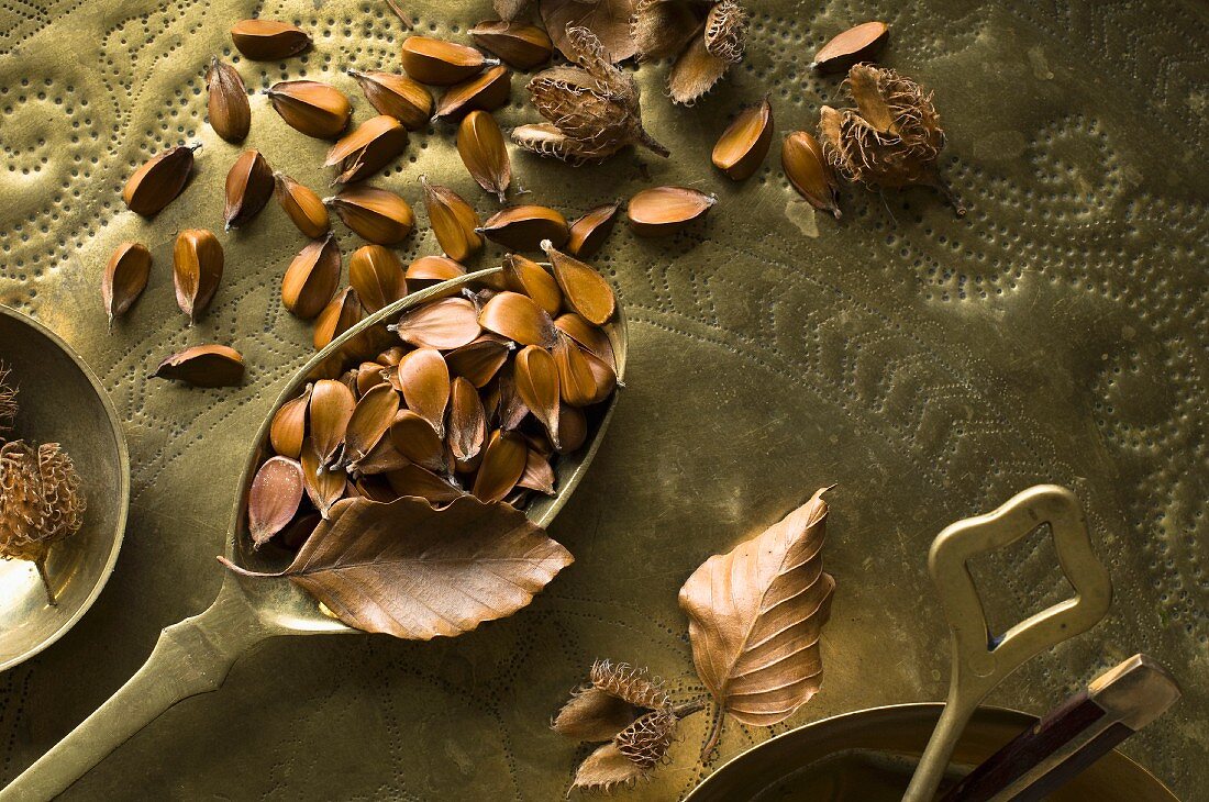 Beech seeds (Fagus sylvatica) on brass spoons