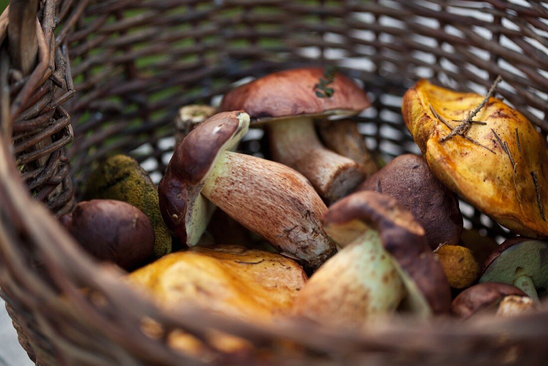 Korb mit frischen Waldpilzen