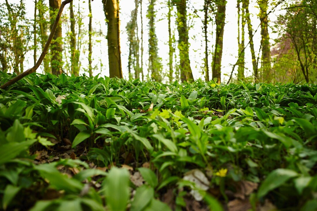 Ramsons (wild garlic) in a wood