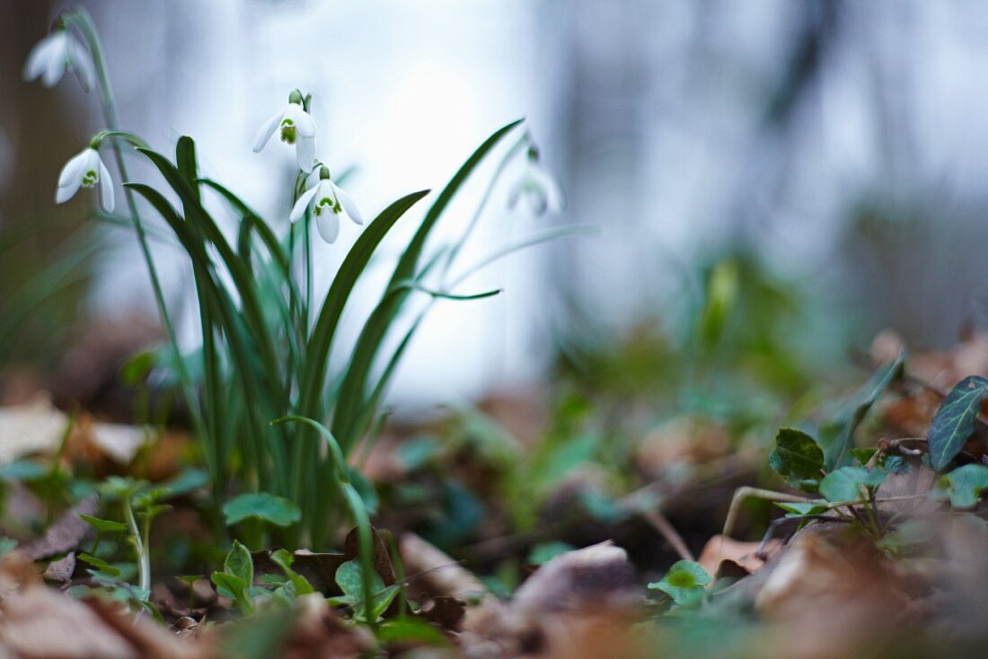 Schneeglöckchen im Wald