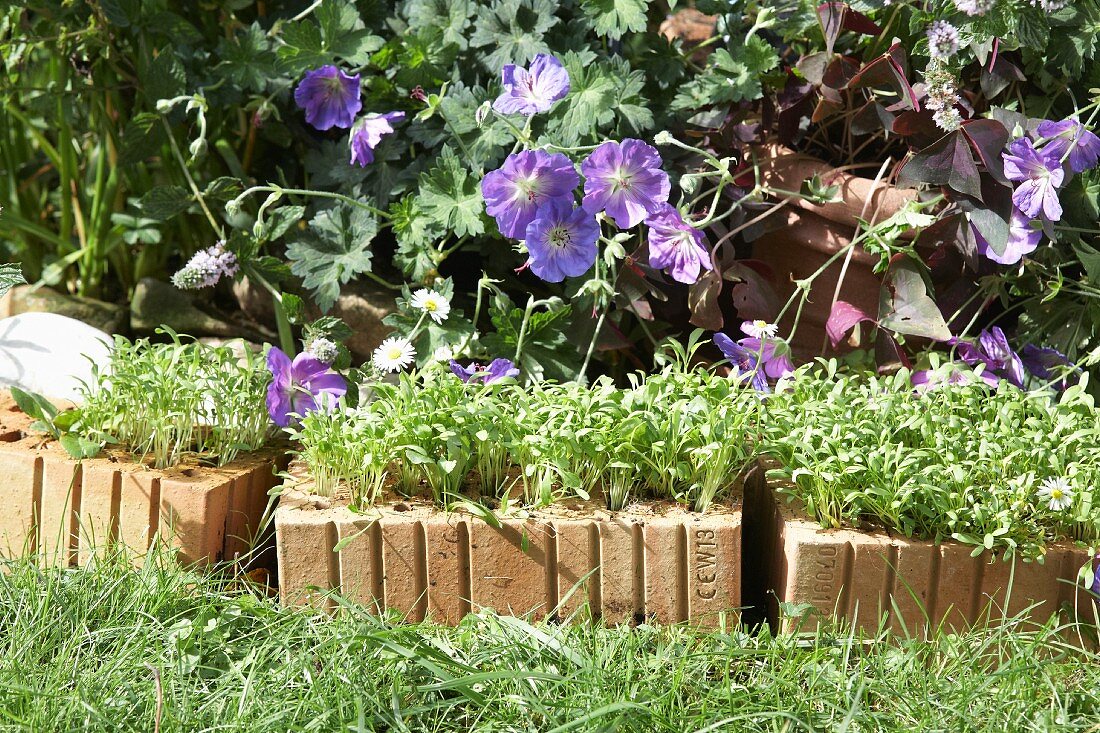 Low brick wall planted with cress