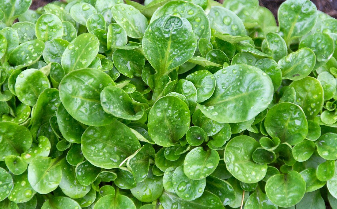 Lambs lettuce with water droplets