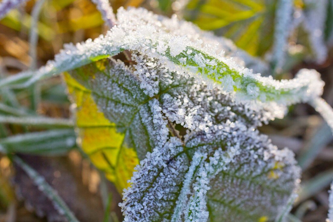 Wintergras und Brombeerblatt mit Rauhreif-Kristallen