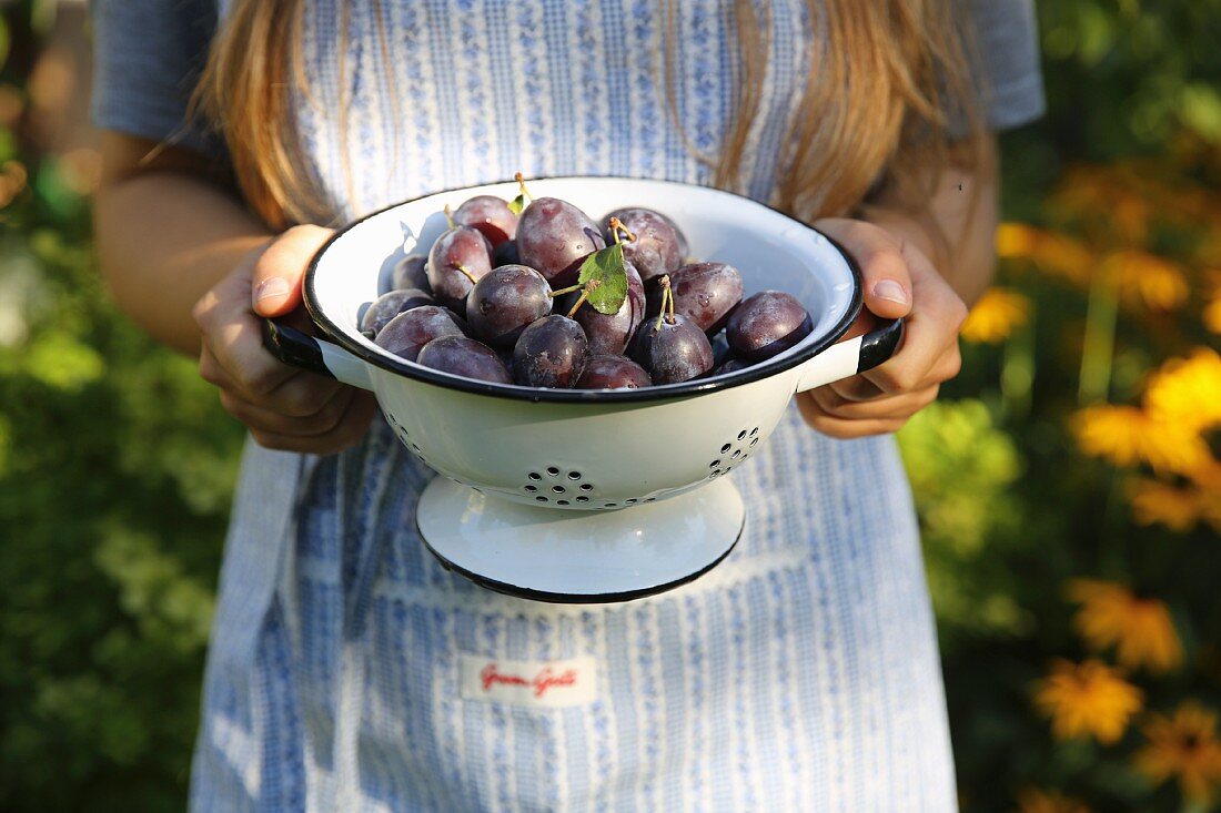 A woman holding a colander with fresh plums