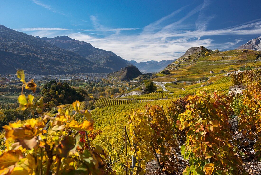 Vineyards of St. Leonard and the hills of Sion between Valere and Tourbillon