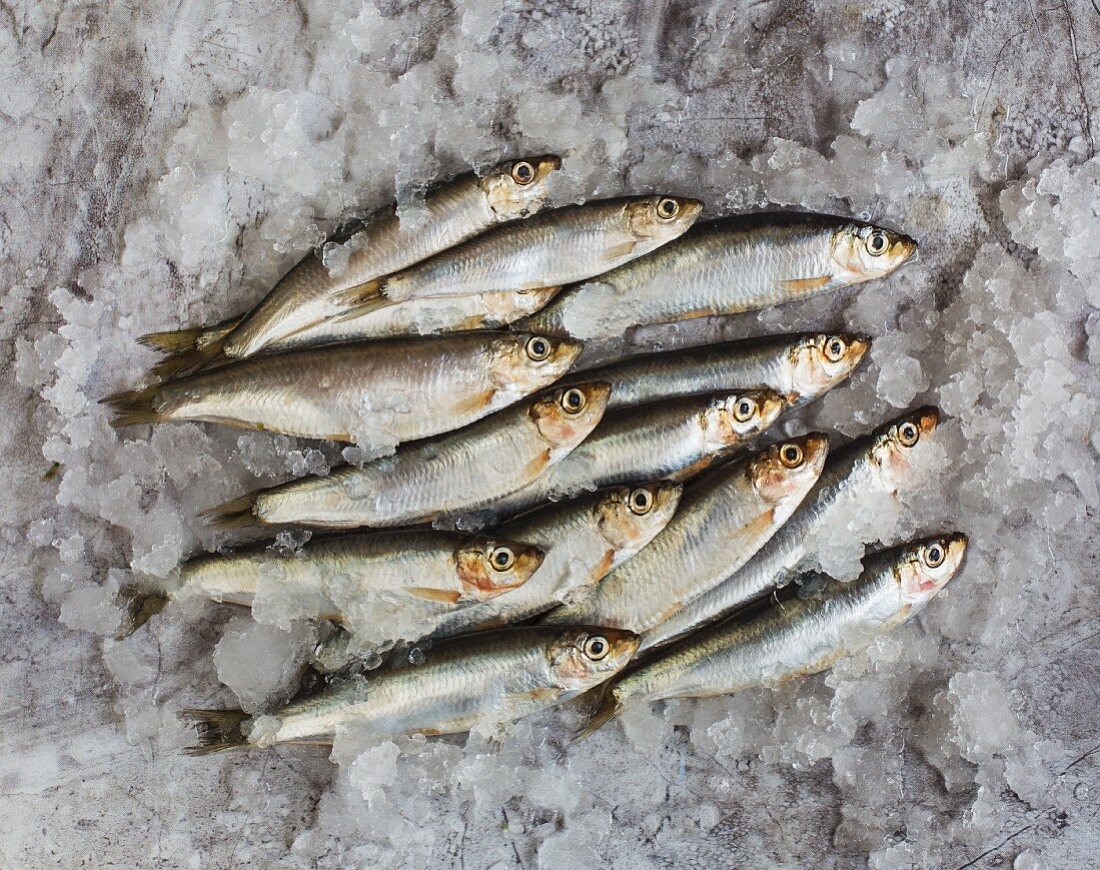 Pile of Sprats in ice