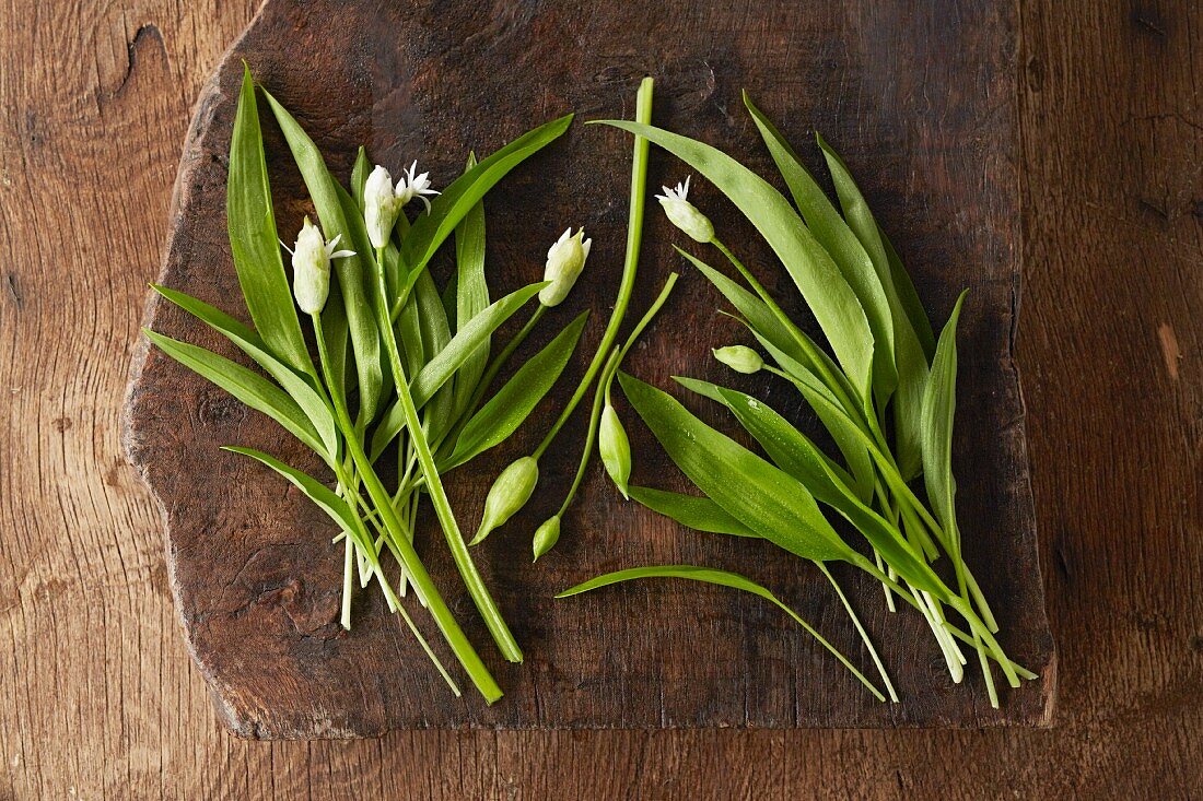 Fresh wild garlic flowers with buds