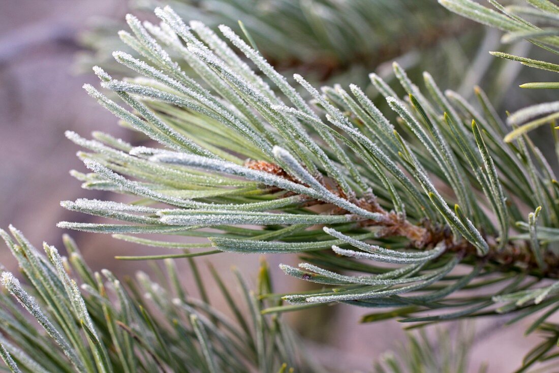 Fir branches covered in hoar frost