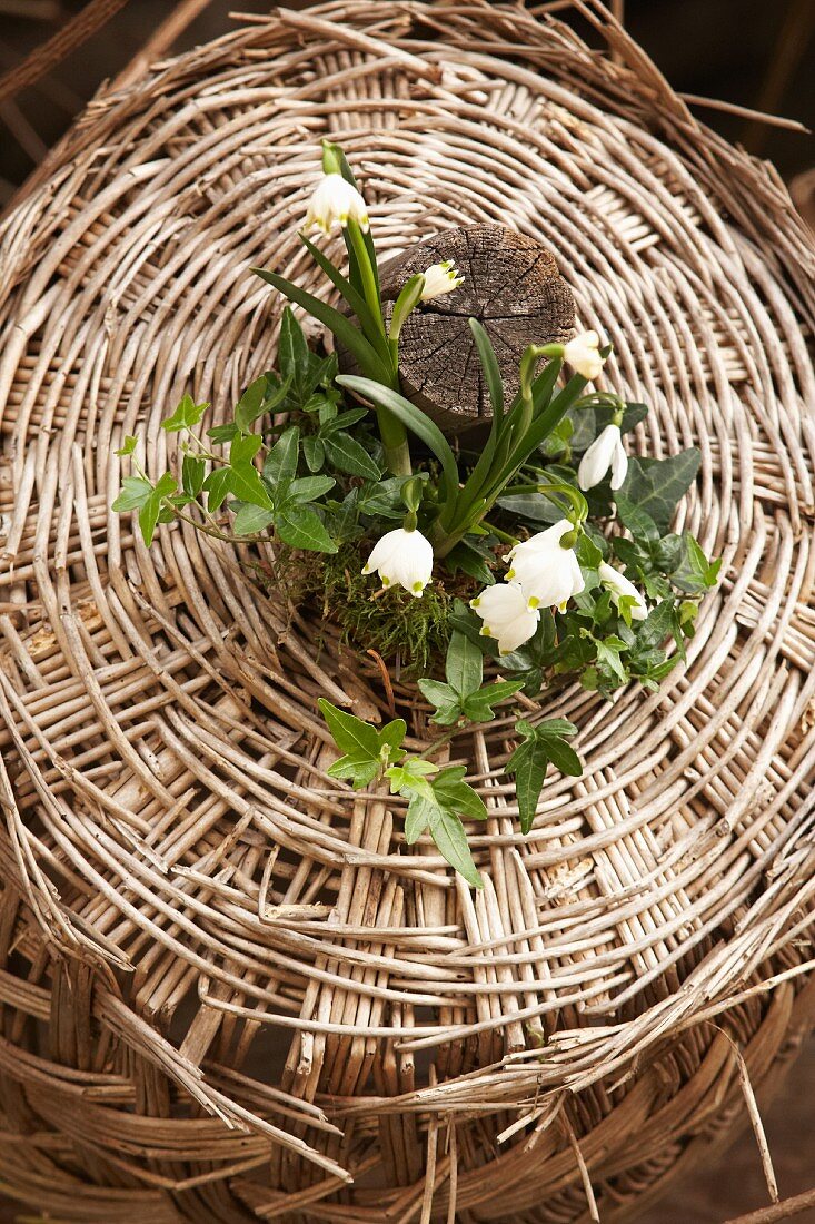 Spring arrangement of snowdrops, spring snowflakes and ivy in wicker basket