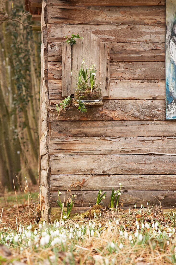Harbingers of spring: Snowdrops and spring snowflakes on façade of wooden hut in garden