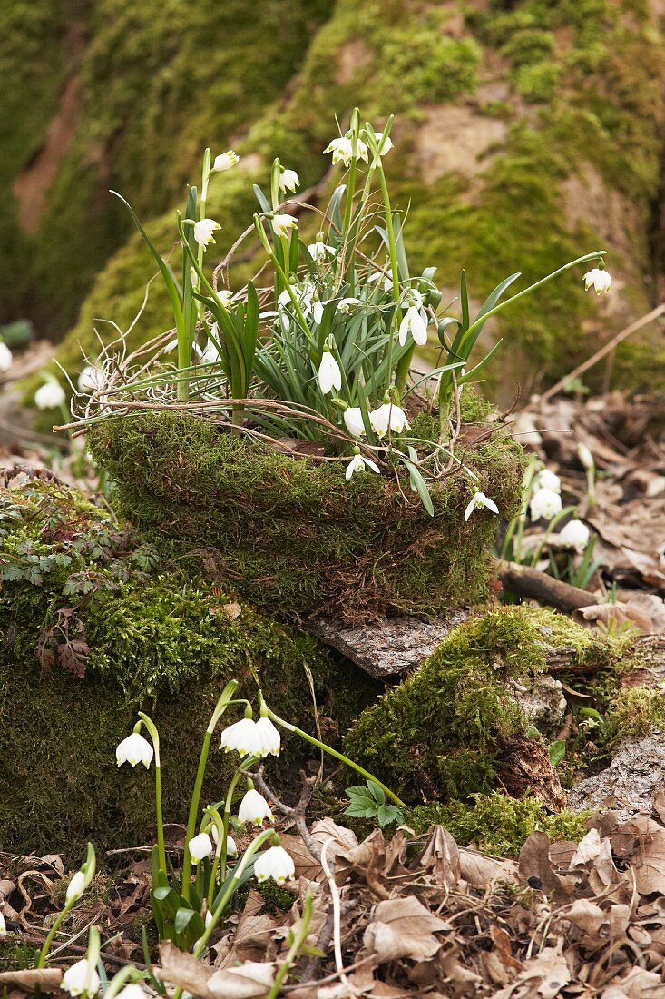 Harbingers of spring: Snowdrops and spring snowflake on mossy tree stump
