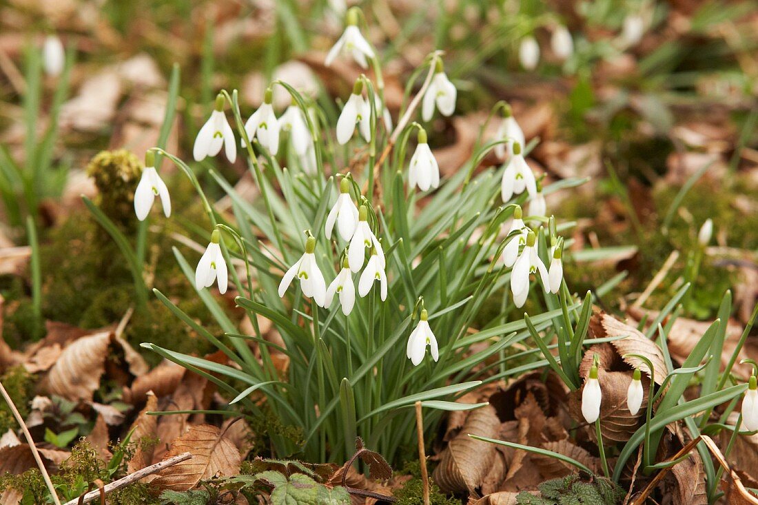 Flowering snowdrops amongst dried leaves in garden