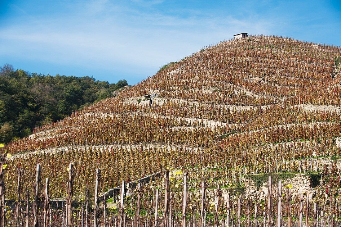 Weinterrassen im Rhonetal (Frankreich)