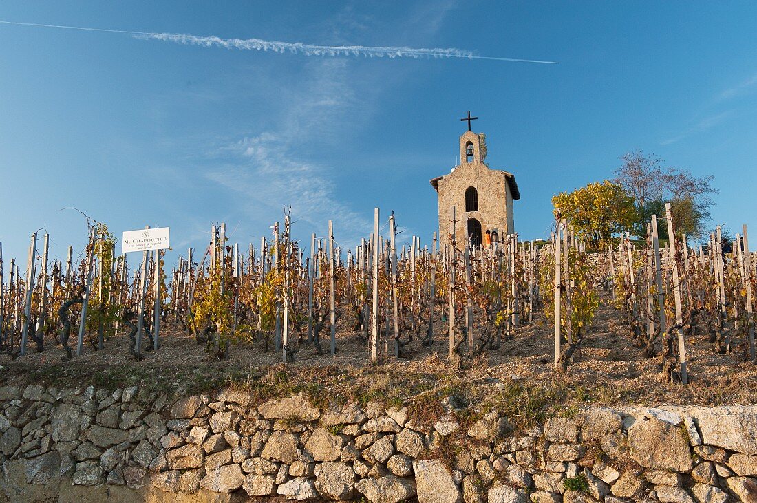 Spätherbst im berühmten Weinberg an der Rhone