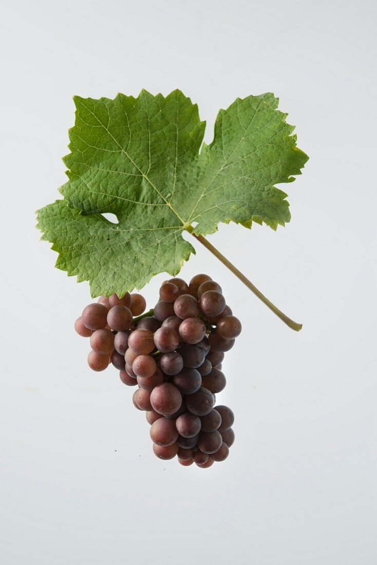 The Pinot Gris and Pinot Grigio grape with a vine leaf