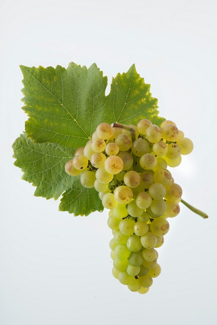 The Chasselas grape with a vine leaf