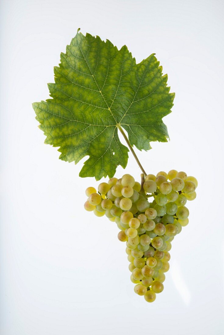 The L'Humagne Blanche grape with a vine leaf