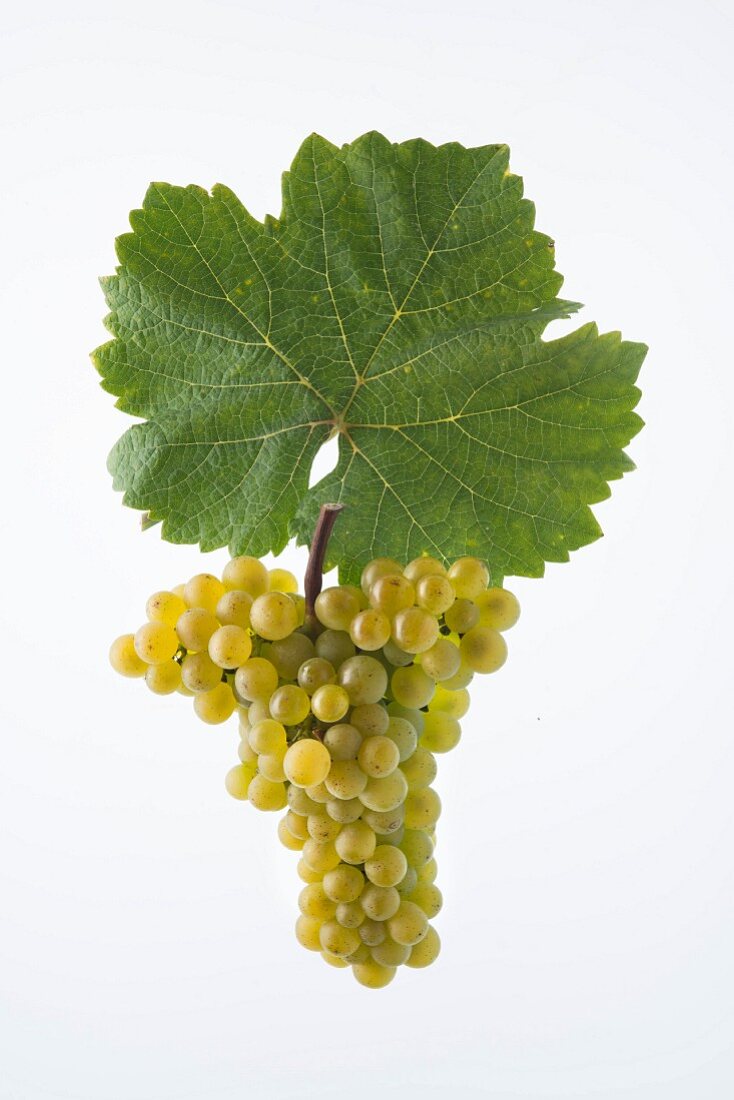 The Heida, Paien or Savagnin Blanc grape with a vine leaf