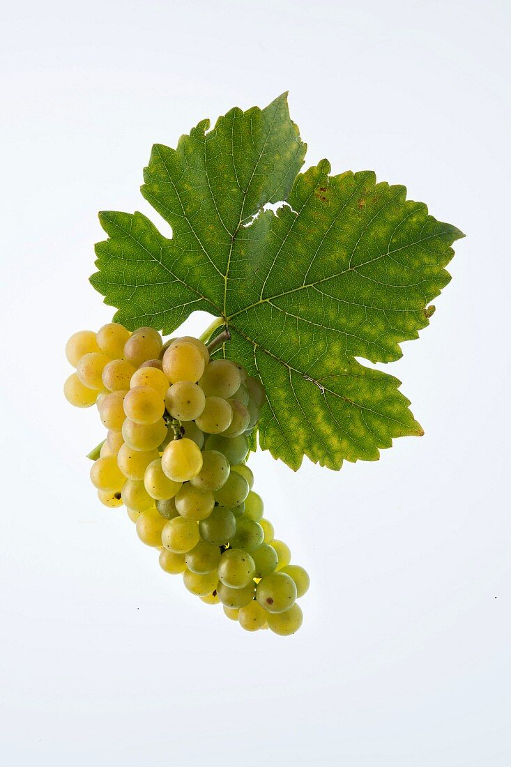 The Muscat Ottonel grape with a vine leaf