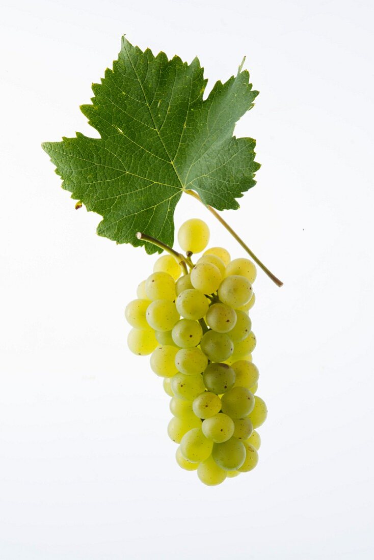 The Resi, La Reze or Uva Raetica grape with a vine leaf