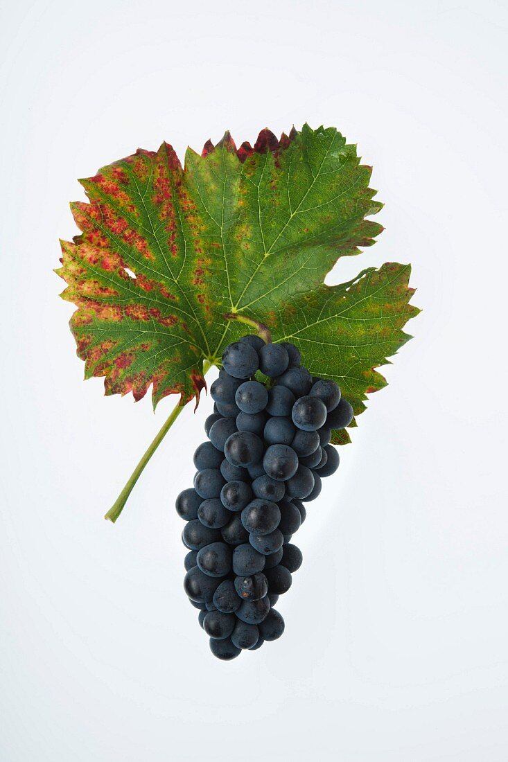 The Cornalin grape with a vine leaf
