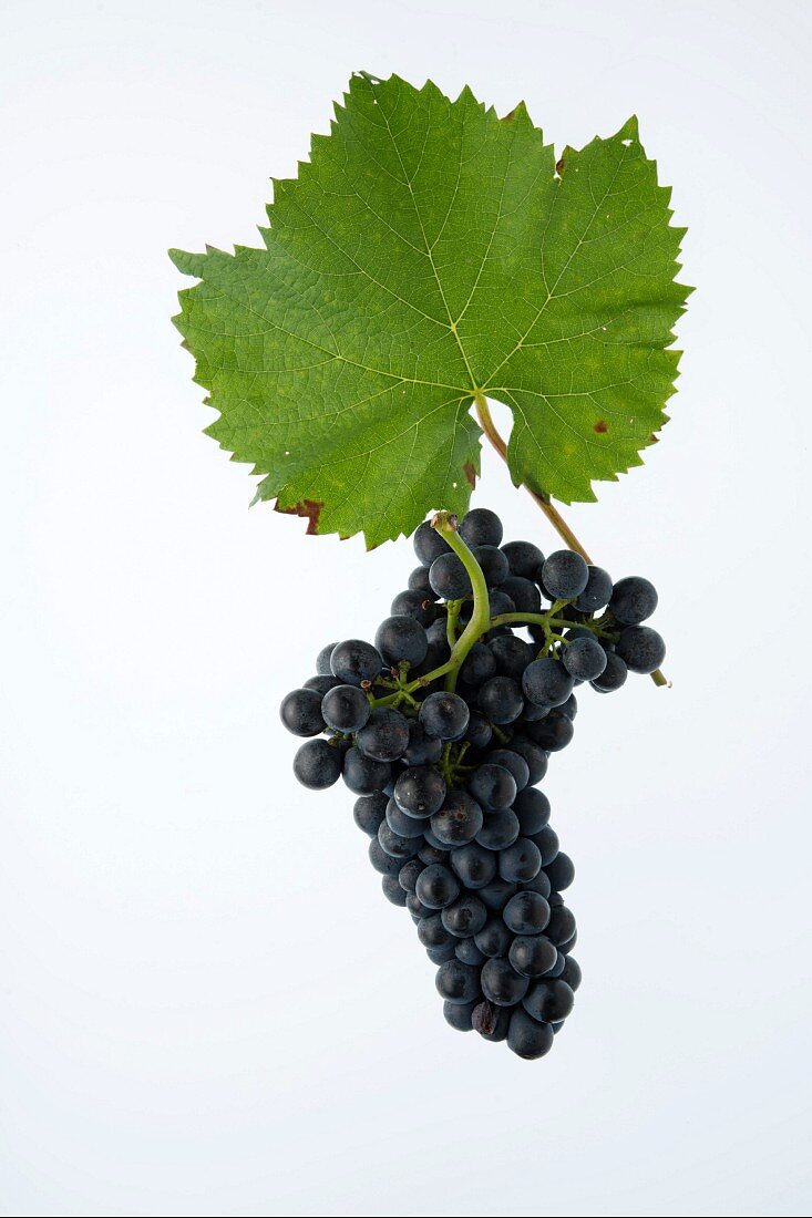 Diolinoir grapes with a vine leaf