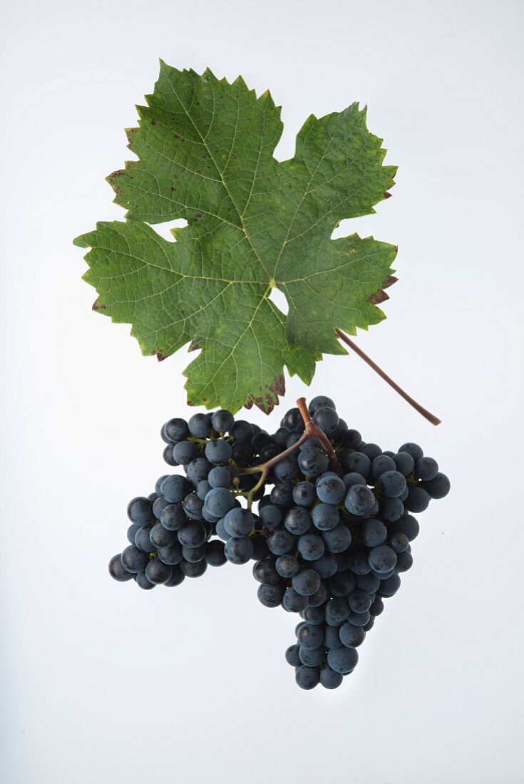 The Cabernet Franc grape with a vine leaf
