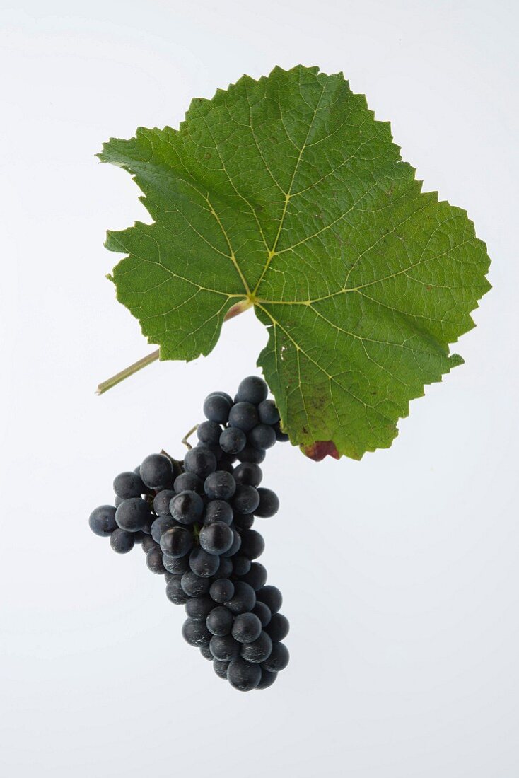 Pinot Noir or Blauburgunder (Blue Burgundy) grape with a vine leaf