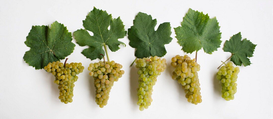 Old Valais grape varieties: V.l. Heida, Lafnetscha, Himbertscha, Gwäss, Resi