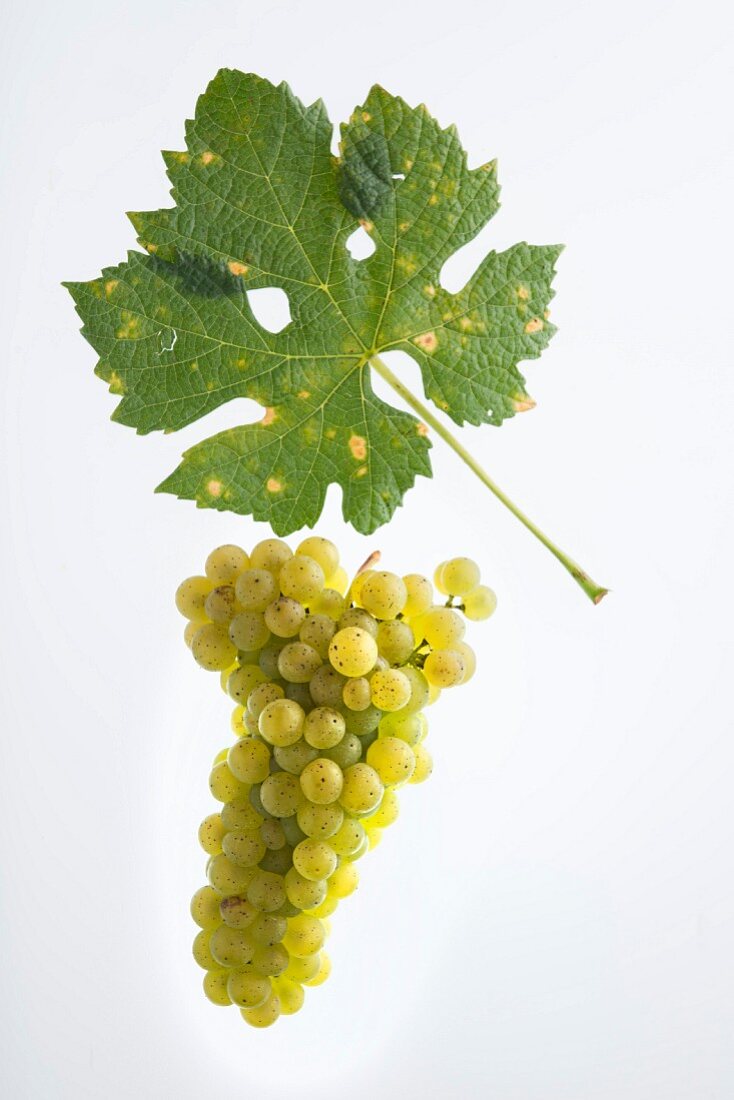 Completer, a grape variety from the canton of Grisons in Switzerland