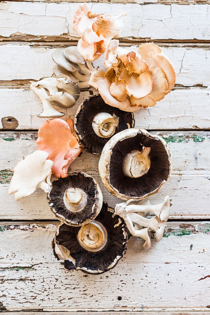 Various fresh mushrooms on weathered wood